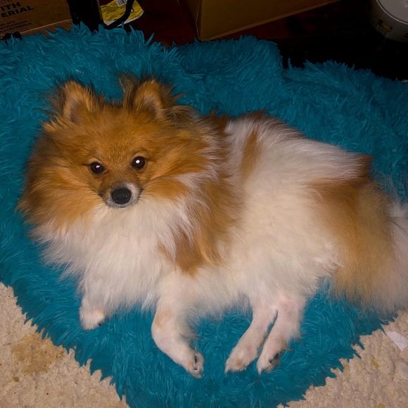 Meet your Posher, Michele,I live in Texas, I ♥️Jewlery,Hand bags, Pets, cloths! - Picture 11 of 16